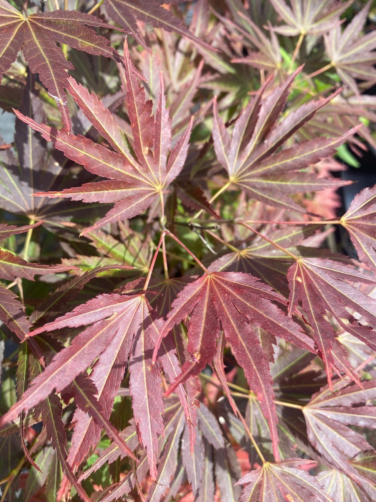 Acer palmatum 'Red Pygmy' (Reverted) - Maple Ridge Nursery