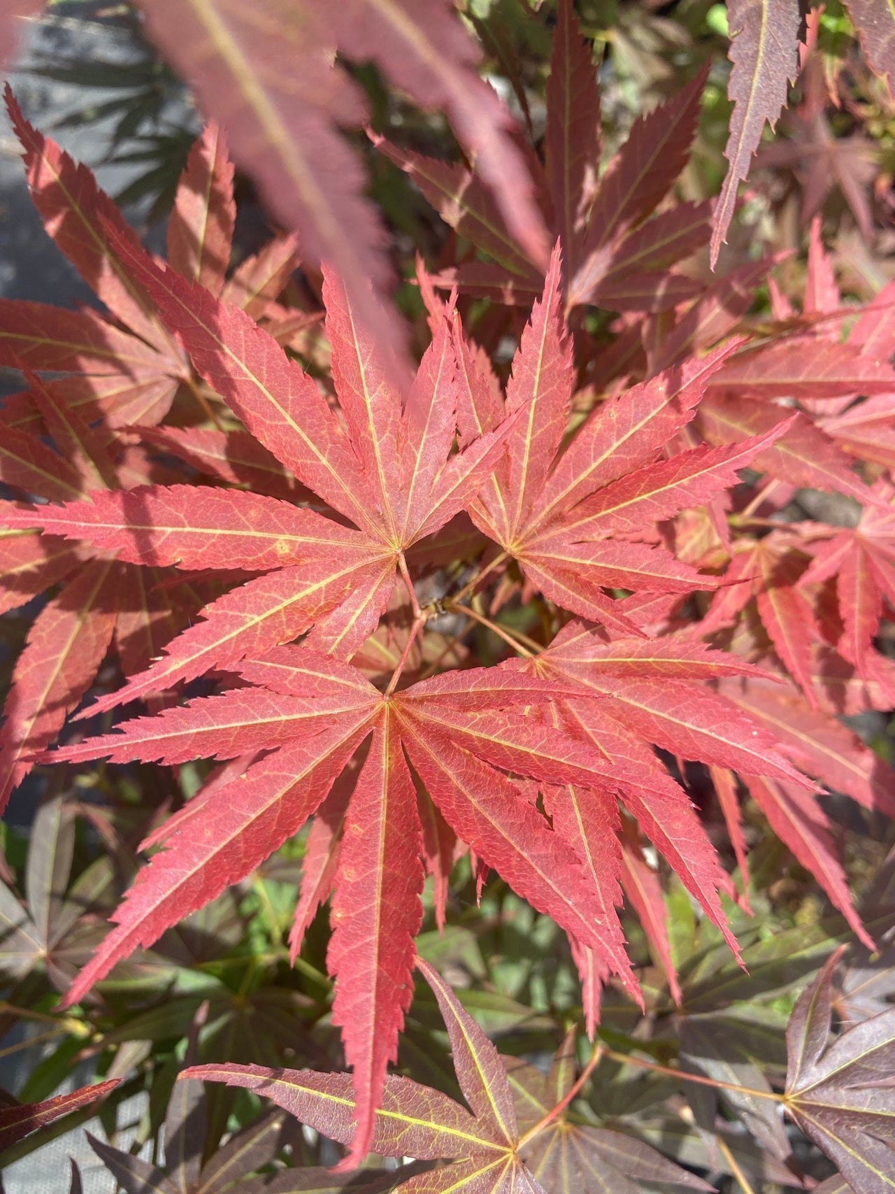 Acer palmatum 'Red Pygmy' (Reverted) - Maple Ridge Nursery