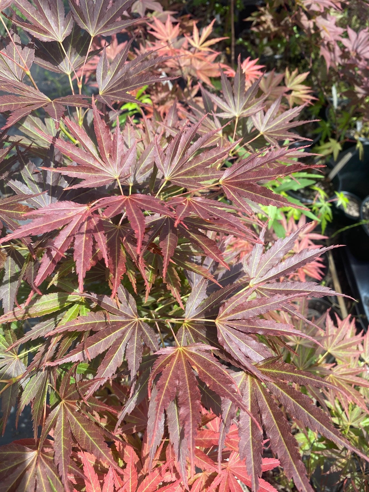 Acer palmatum 'Red Pygmy' (Reverted) - Maple Ridge Nursery