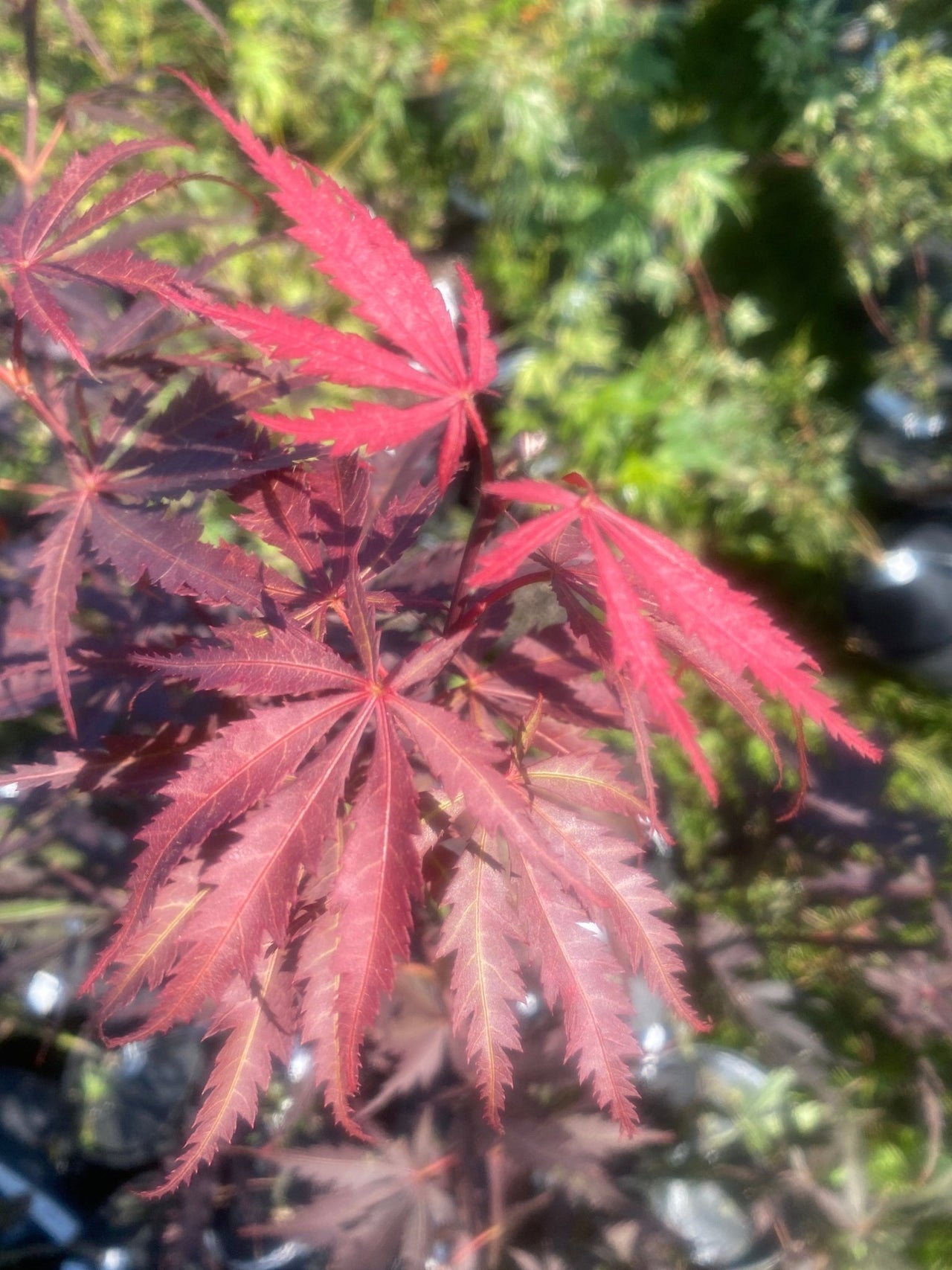 Acer palmatum ‘Red Saber’ Red Japanese Maple - Maple Ridge Nursery