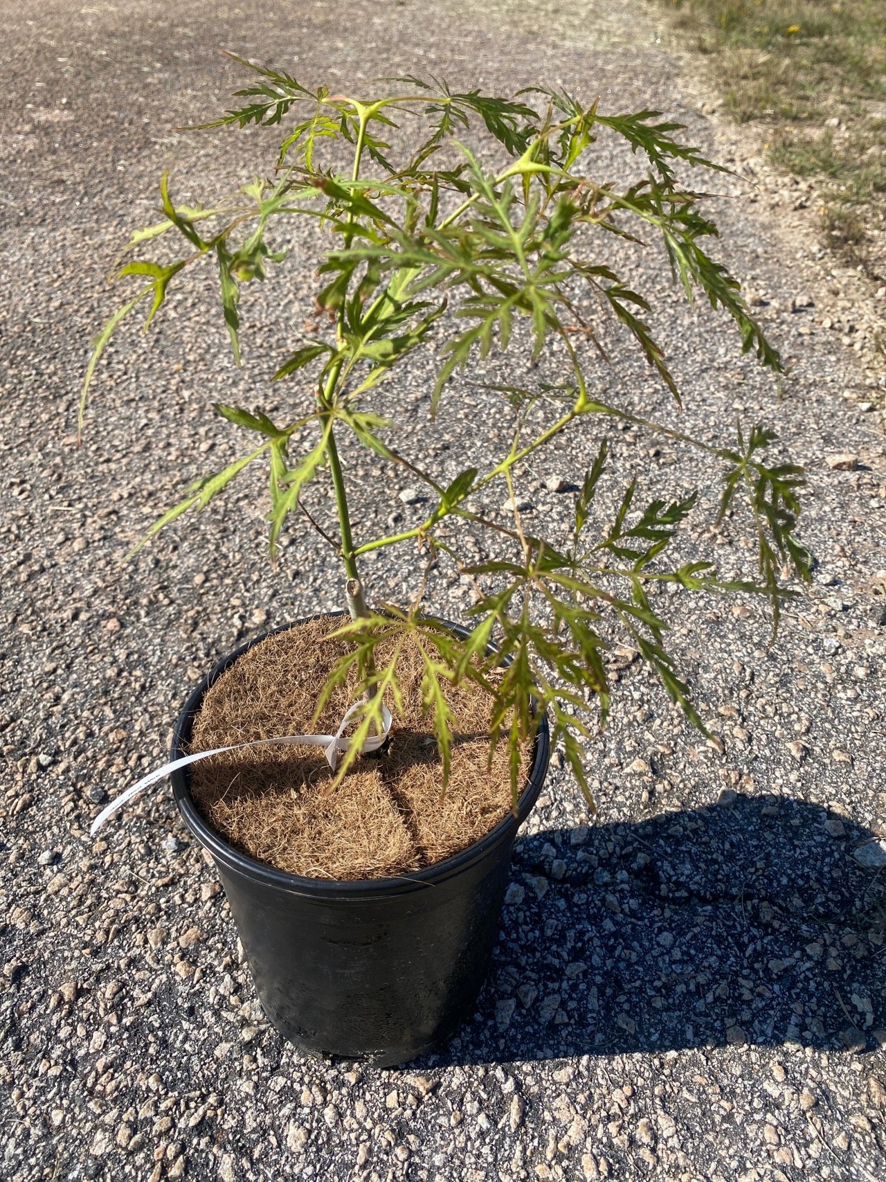 Acer palmatum 'Red Web' Weeping Japanese Maple - Maple Ridge Nursery