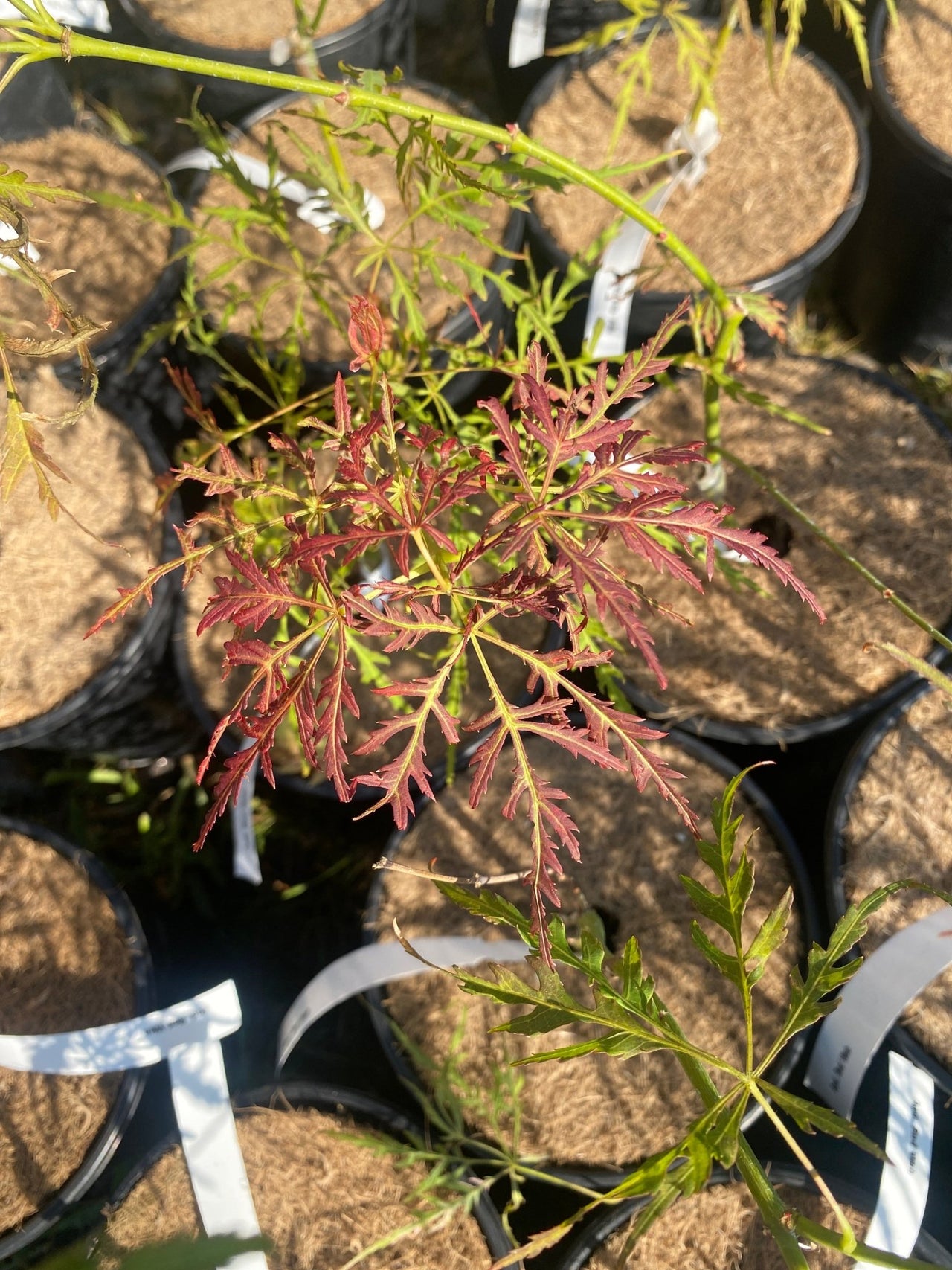 Acer palmatum 'Red Web' Weeping Japanese Maple - Maple Ridge Nursery