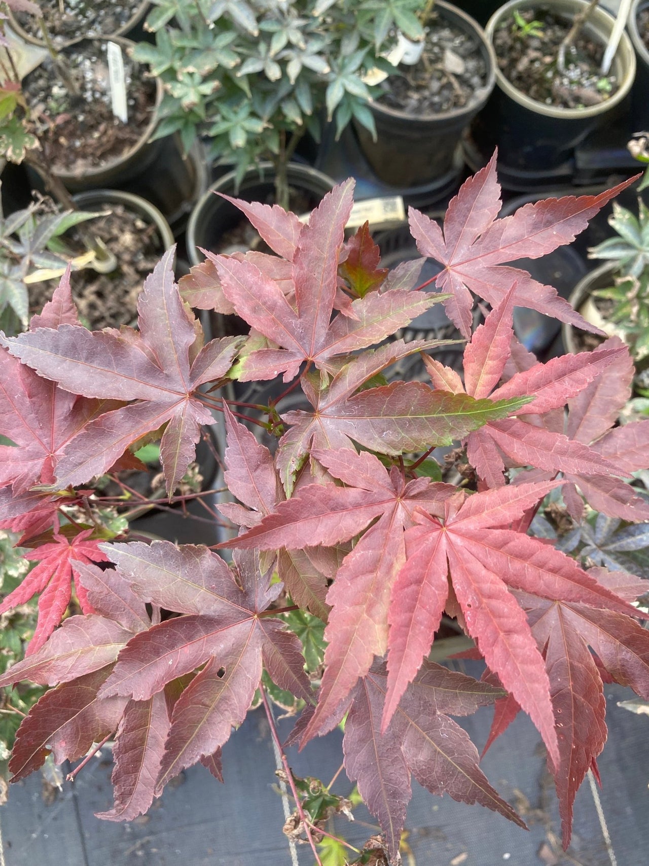 Acer palmatum 'Rhode Island Red' Dwarf Japanese Maple - Maple Ridge Nursery