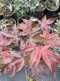 Thumbnail for Acer palmatum 'Rhode Island Red' Dwarf Japanese Maple - Maple Ridge Nursery