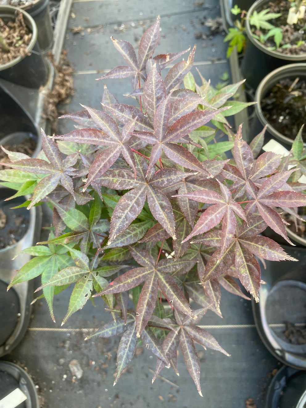 Little Red Dwarf Japanese Maple- Brick Red Leaves On A Tight Compact Maple 2 Year Live Plant