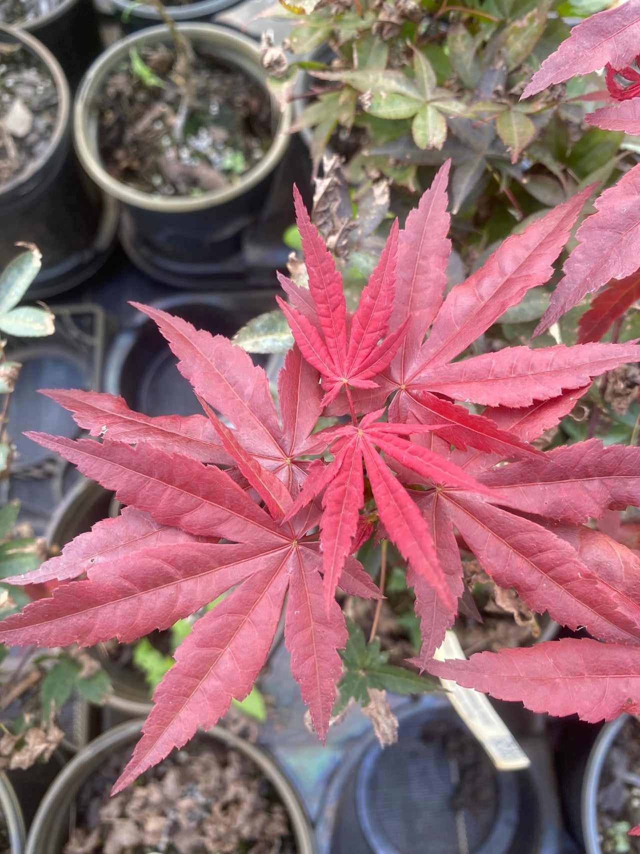 Acer palmatum 'Rhode Island Red' Dwarf Japanese Maple - Maple Ridge Nursery