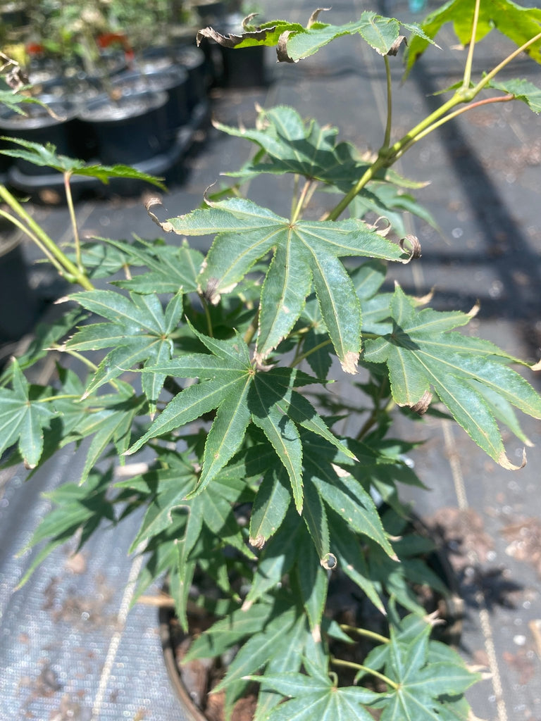 Acer palmatum 'Rikuzen shidare' Weeping Japanese Maple – Maple Ridge ...