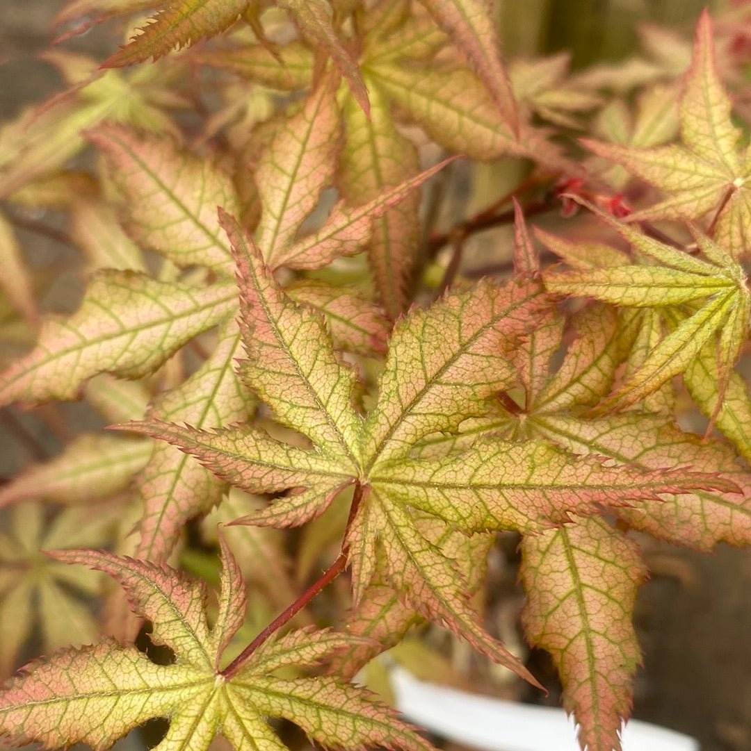 Acer palmatum 'Ruby de Sofia' Reticulated Japanese Maple - Maple Ridge Nursery