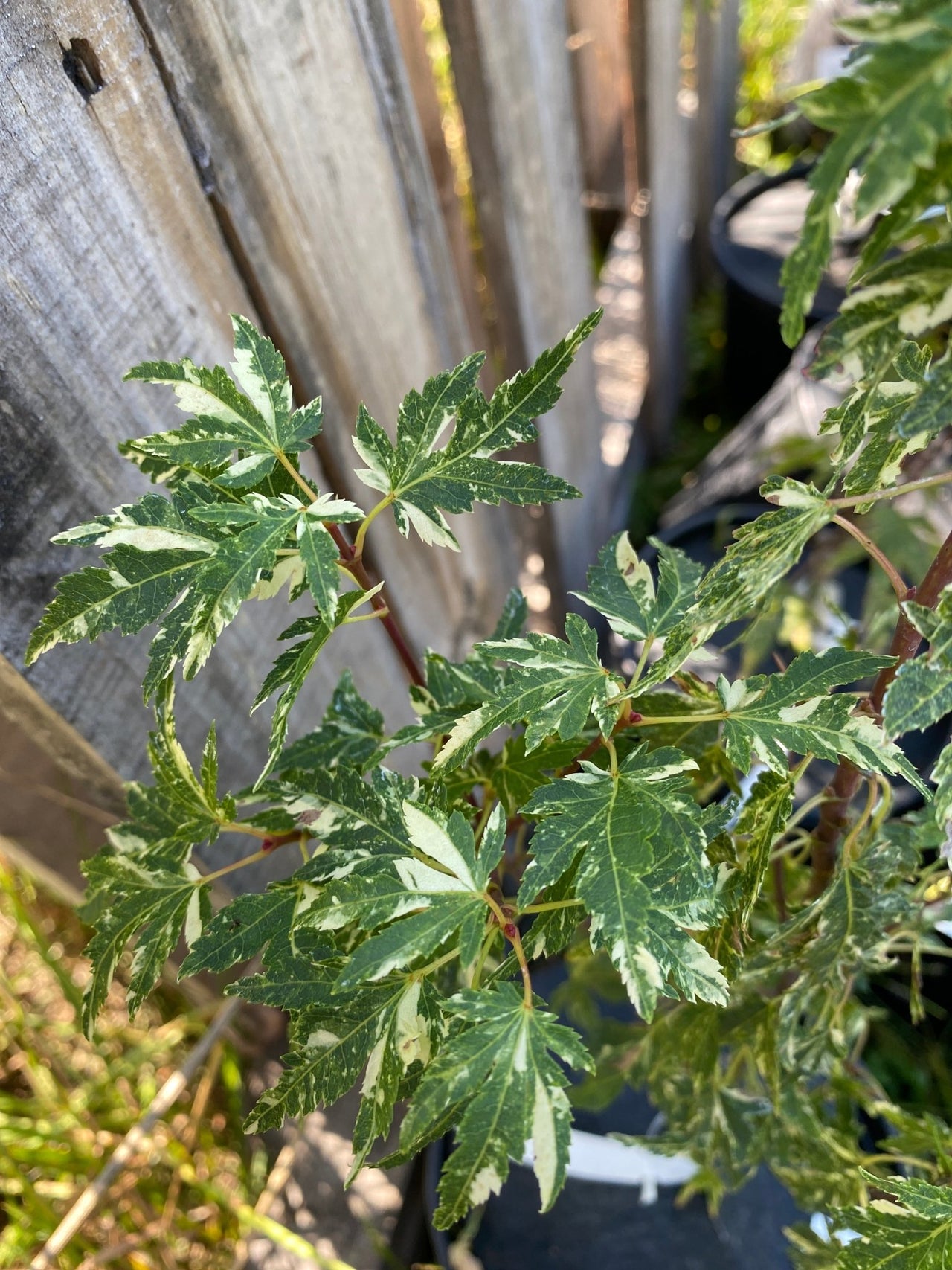 Acer palmatum ‘Ryugu’ Variegated Dwarf Japanese Maple - Maple Ridge Nursery