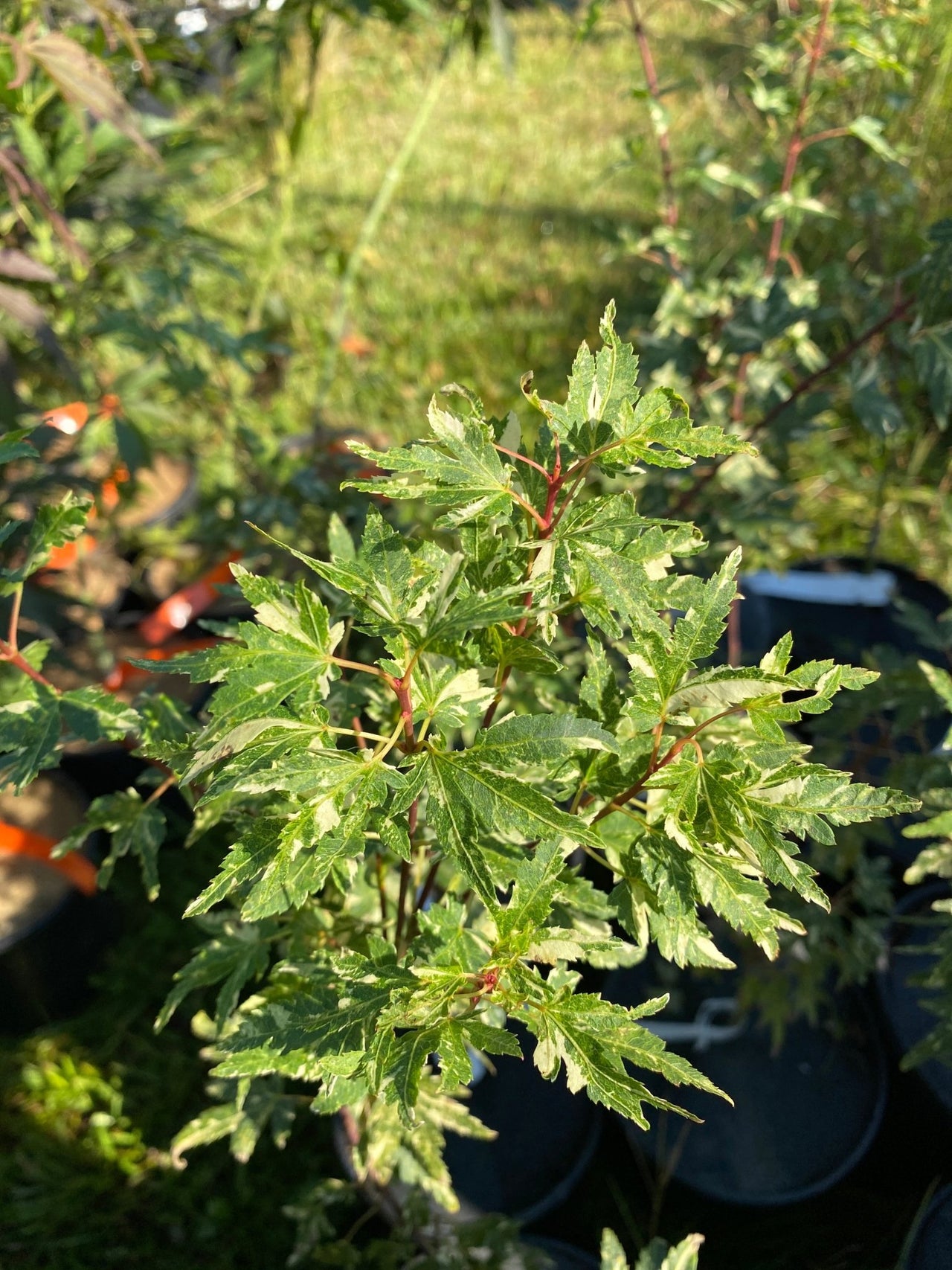 Acer palmatum ‘Ryugu’ Variegated Dwarf Japanese Maple - Maple Ridge Nursery