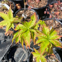 Thumbnail for Acer palmatum 'Sagara nishiki' Variegated Japanese Maple - Maple Ridge Nursery