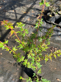 Thumbnail for Acer palmatum 'Saiho' - Maple Ridge Nursery