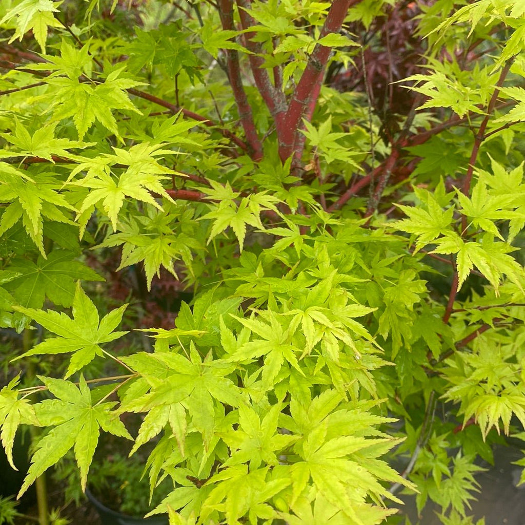 Mspl Afser Acer palmatum 'Ukigumo' Variegated Japanese Maple – Maple Ridge Nursery