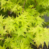 Thumbnail for Acer palmatum 'Sango kaku' Coral Bark Japanese Maple (Pre-Order) - Maple Ridge Nursery