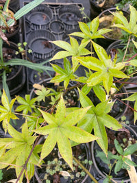 Thumbnail for Acer palmatum 'Shigarami' Red Finger Nails Japanese Maple - Maple Ridge Nursery