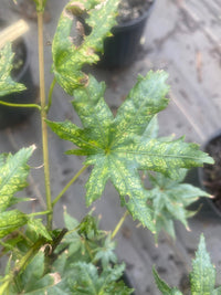 Thumbnail for Acer palmatum 'Shigitatsu sawa' Reticulated Japanese Maple - Maple Ridge Nursery