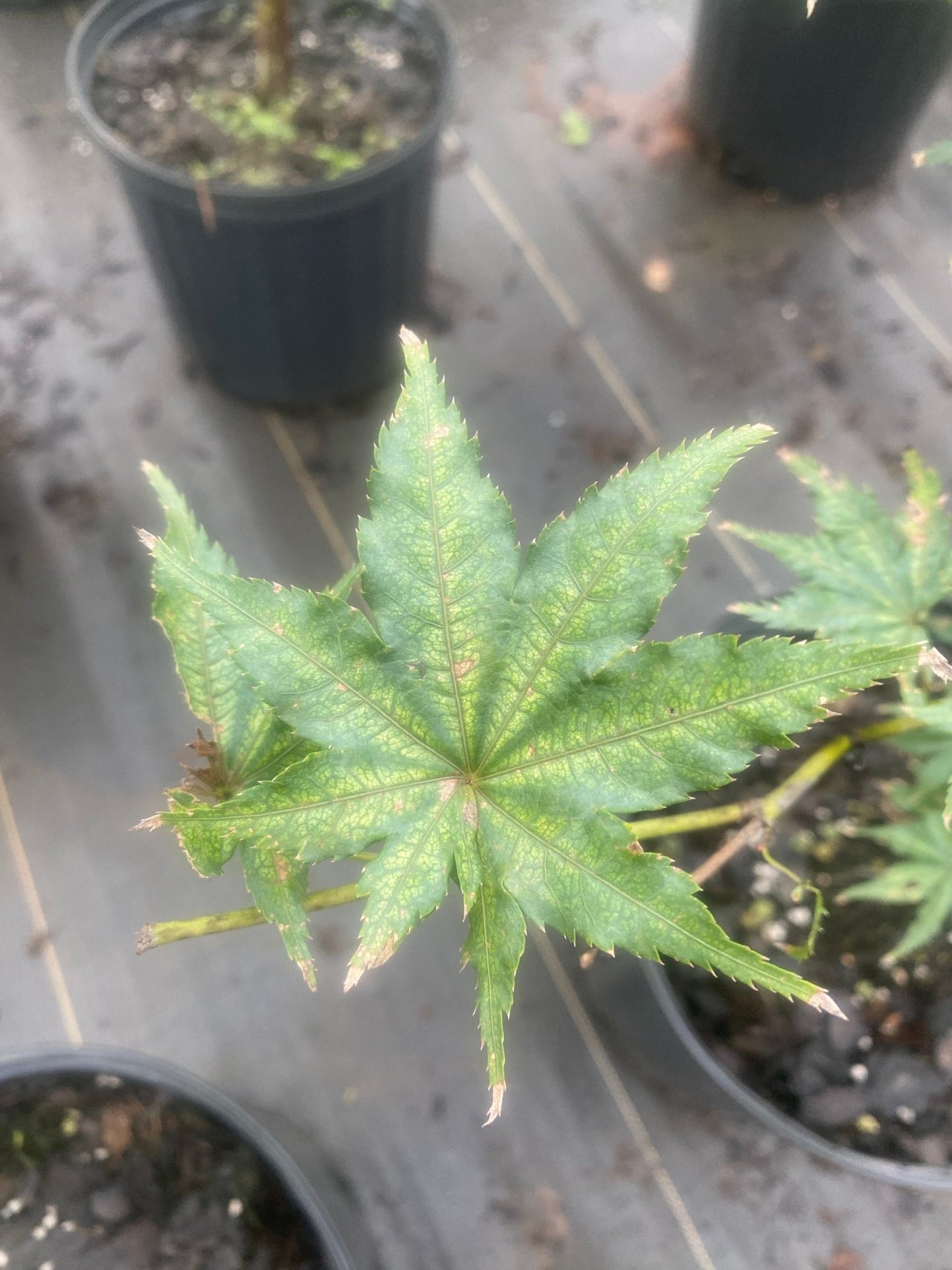 Acer palmatum 'Shigitatsu sawa' Reticulated Japanese Maple - Maple Ridge Nursery