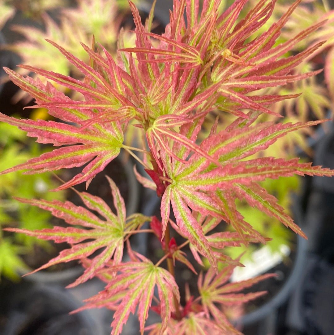 Acer palmatum 'Shin Hikasa' Dwarf Variegated Japanese Maple - Maple Ridge Nursery