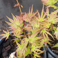 Thumbnail for Acer palmatum 'Shin Hikasa' Dwarf Variegated Japanese Maple - Maple Ridge Nursery