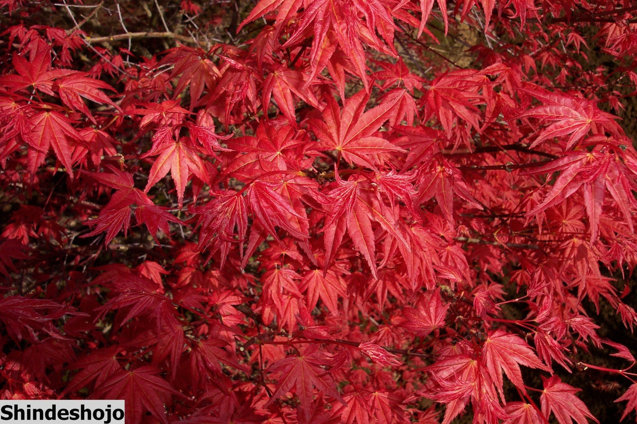 Acer palmatum 'Shindeshojo' Corallinum Japanese Maple - Maple Ridge Nursery