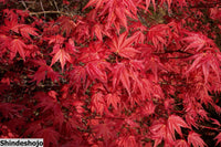 Thumbnail for Acer palmatum 'Shindeshojo' Corallinum Japanese Maple - Maple Ridge Nursery