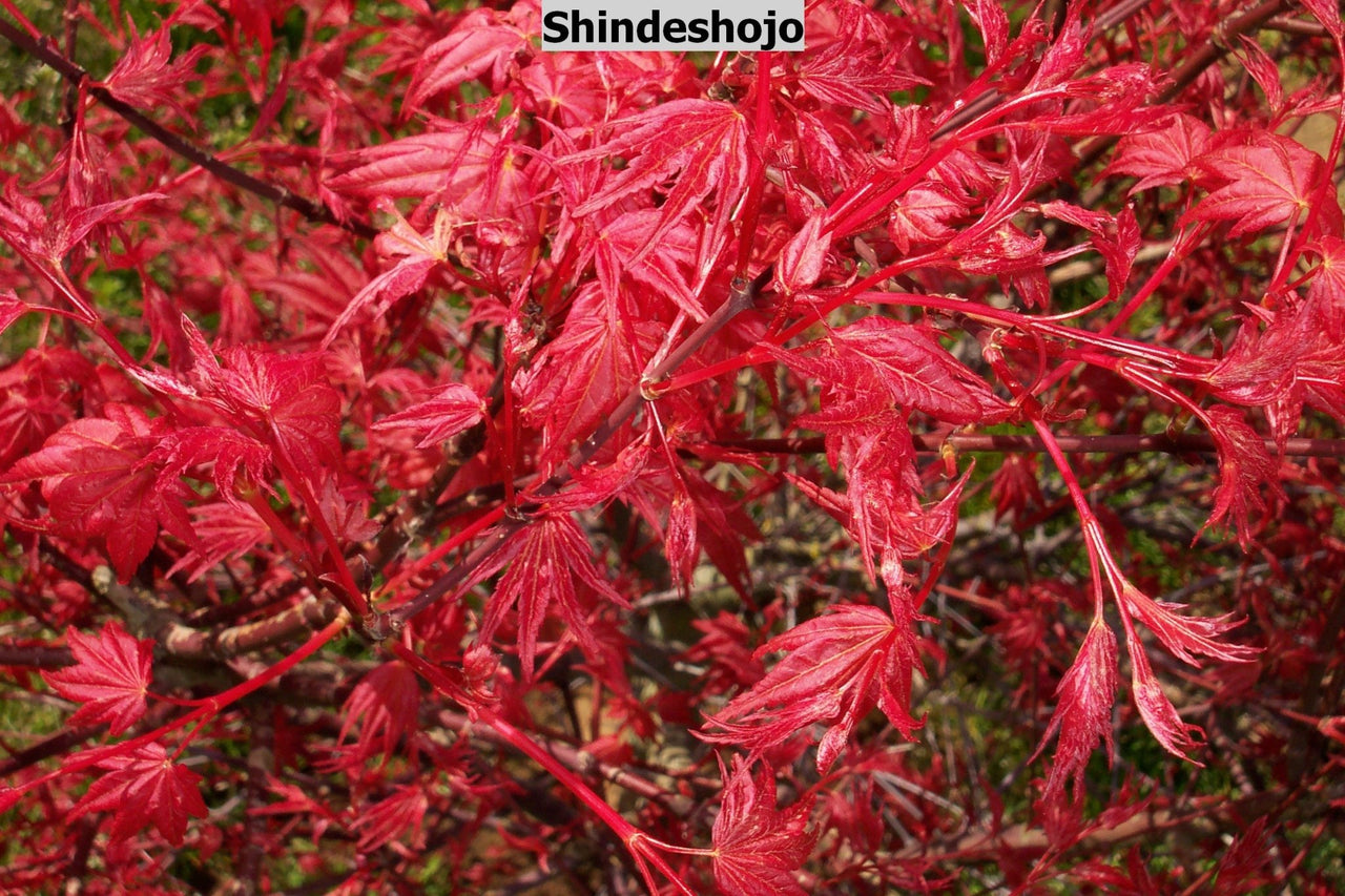 Acer palmatum 'Shindeshojo' Corallinum Japanese Maple - Maple Ridge Nursery