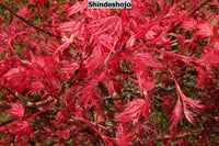 Thumbnail for Acer palmatum 'Shindeshojo' Corallinum Japanese Maple - Maple Ridge Nursery