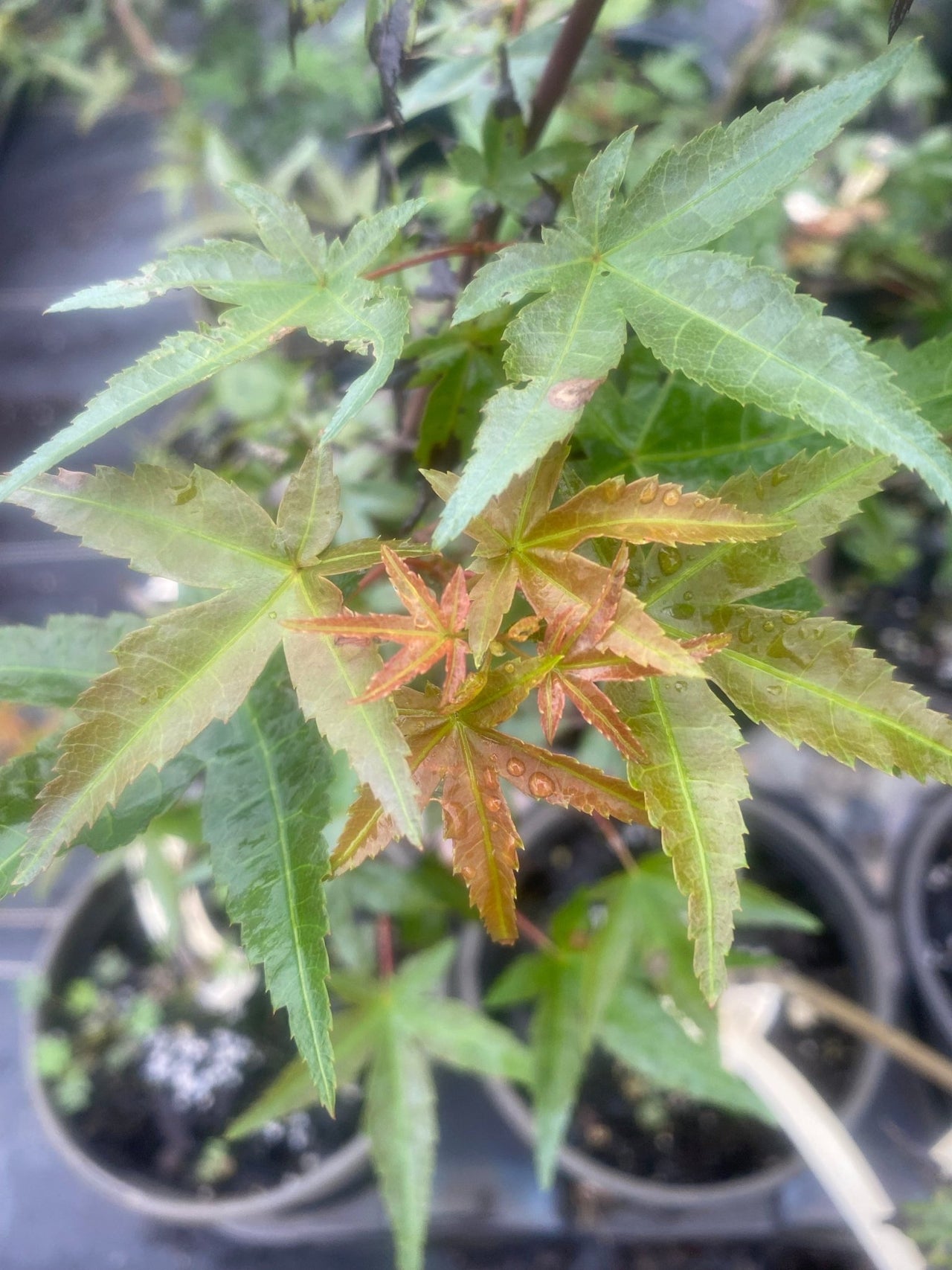 Acer palmatum 'Shindeshojo' Corallinum Japanese Maple - Maple Ridge Nursery