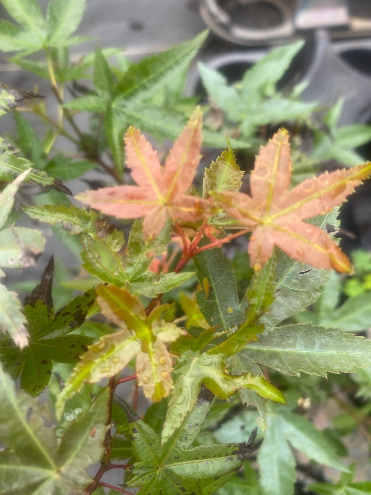 Acer palmatum 'Shindeshojo' Corallinum Japanese Maple - Maple Ridge Nursery