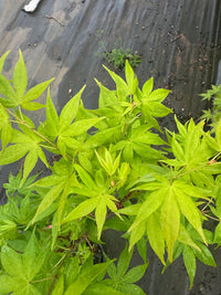 Thumbnail for Acer palmatum 'Shinju' - Maple Ridge Nursery