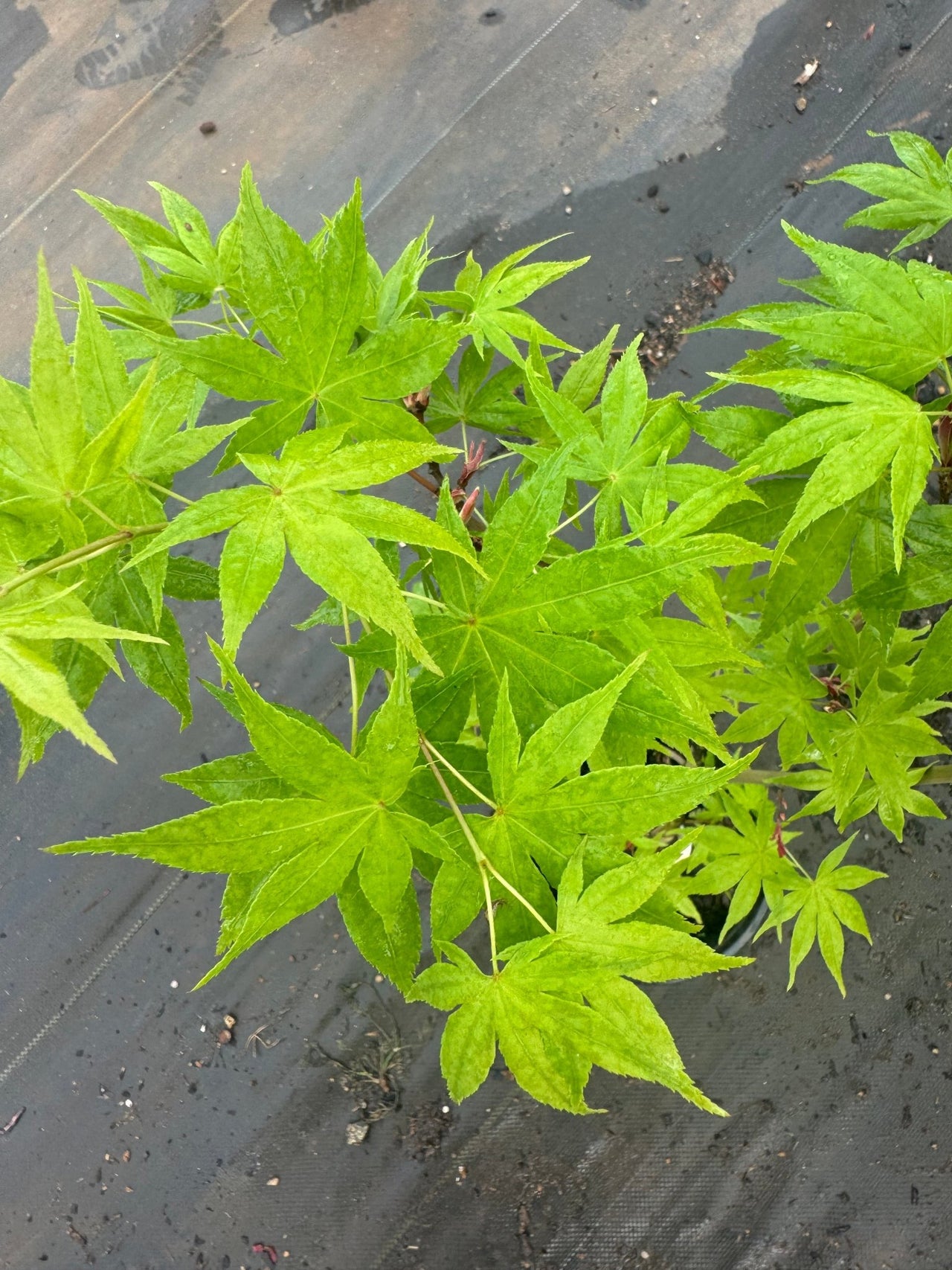 Acer palmatum 'Shinju' - Maple Ridge Nursery