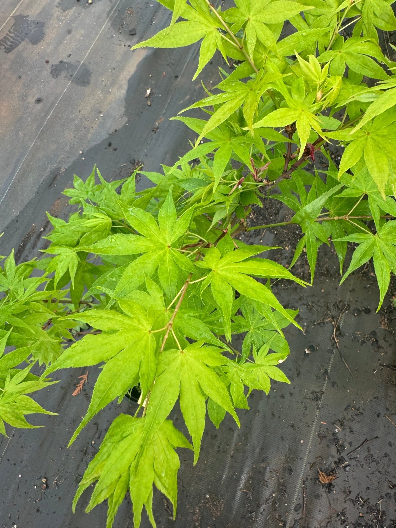 Acer palmatum 'Shinju' - Maple Ridge Nursery