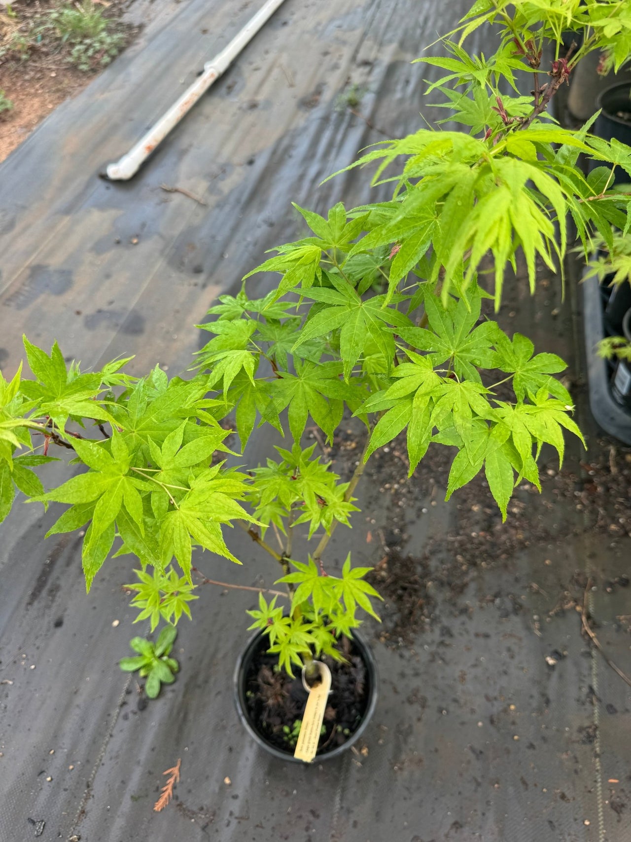 Acer palmatum 'Shinju' - Maple Ridge Nursery