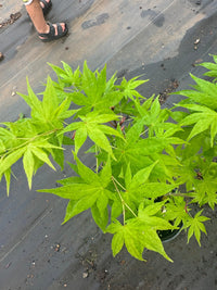 Thumbnail for Acer palmatum 'Shinju' - Maple Ridge Nursery