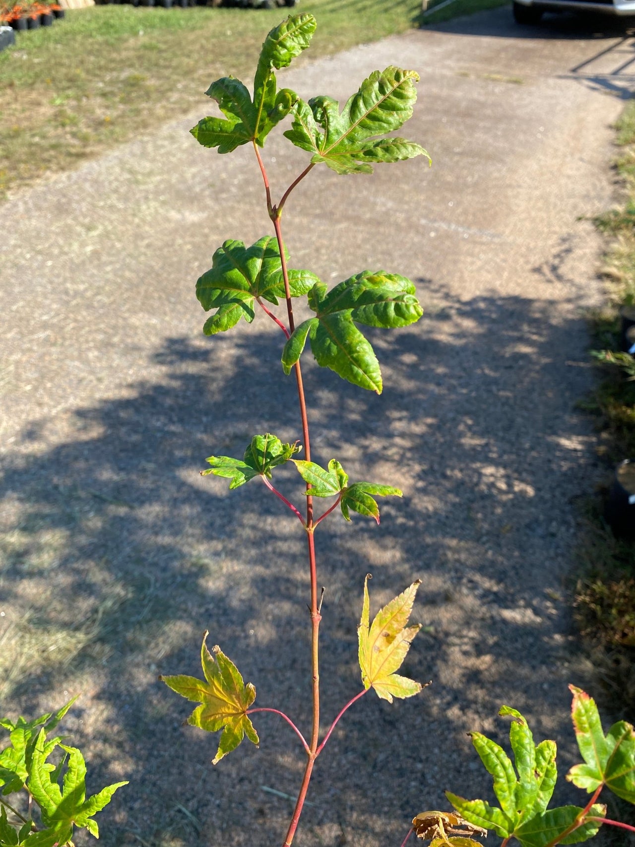 Acer palmatum ‘Sir Damon’ Coral Bark Japanese Maple - Maple Ridge Nursery