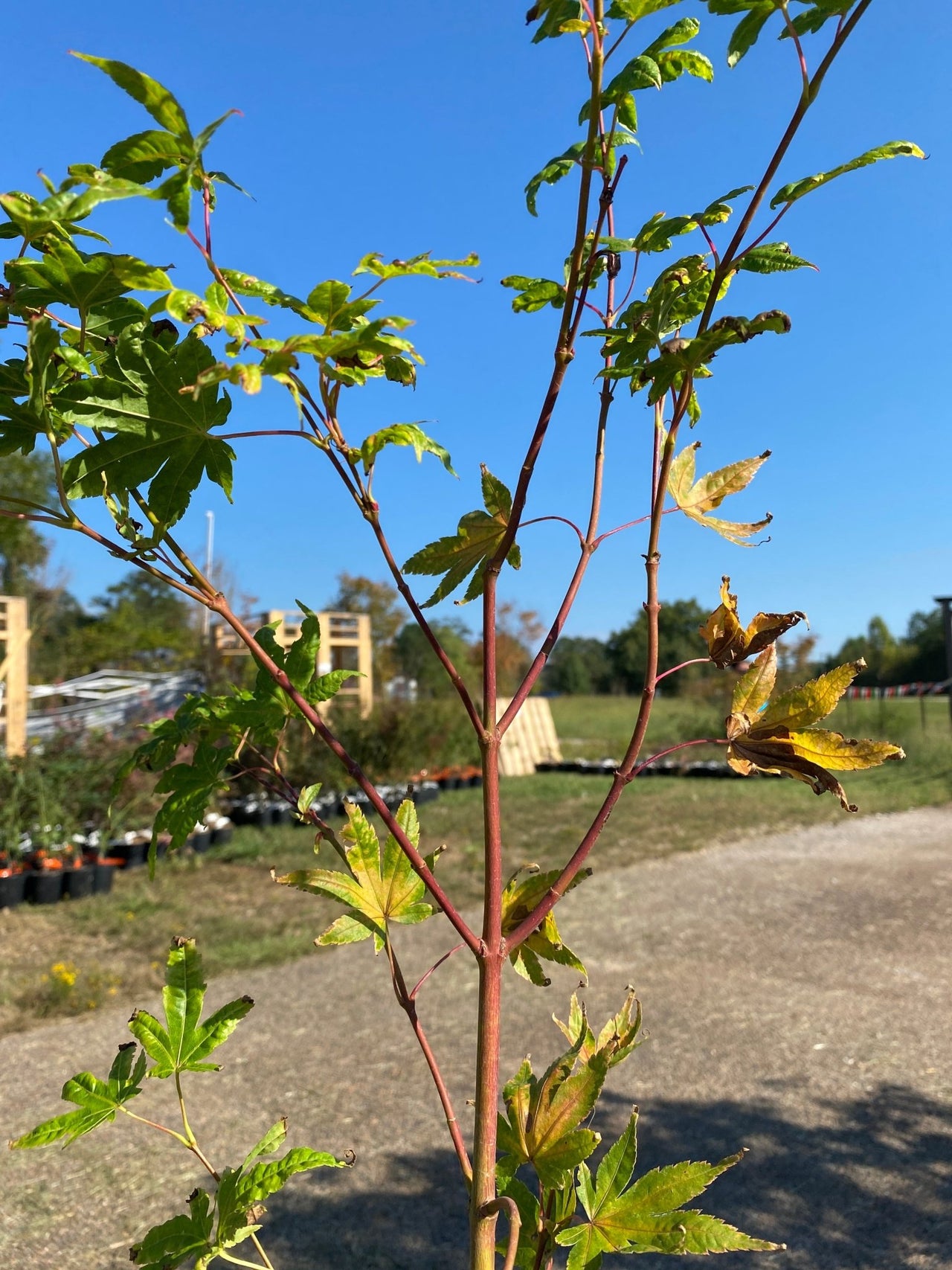 Acer palmatum ‘Sir Damon’ Coral Bark Japanese Maple - Maple Ridge Nursery