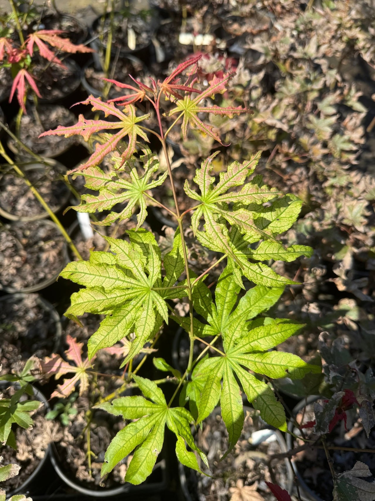 Acer palmatum 'Skeleton Reach' Reticulated Japanese Maple - Maple Ridge Nursery