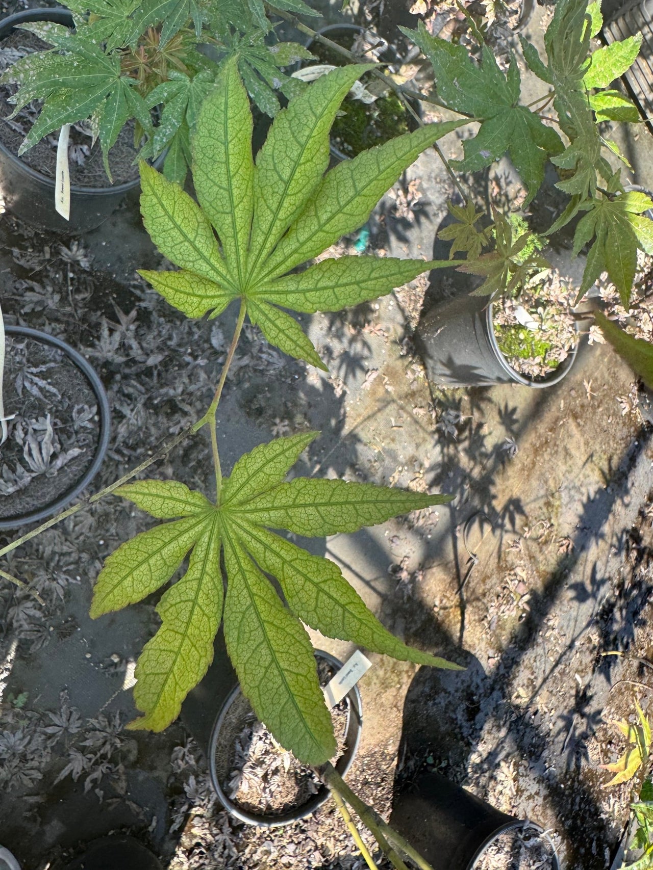Acer palmatum 'Skeleton Reach' Reticulated Japanese Maple - Maple Ridge Nursery