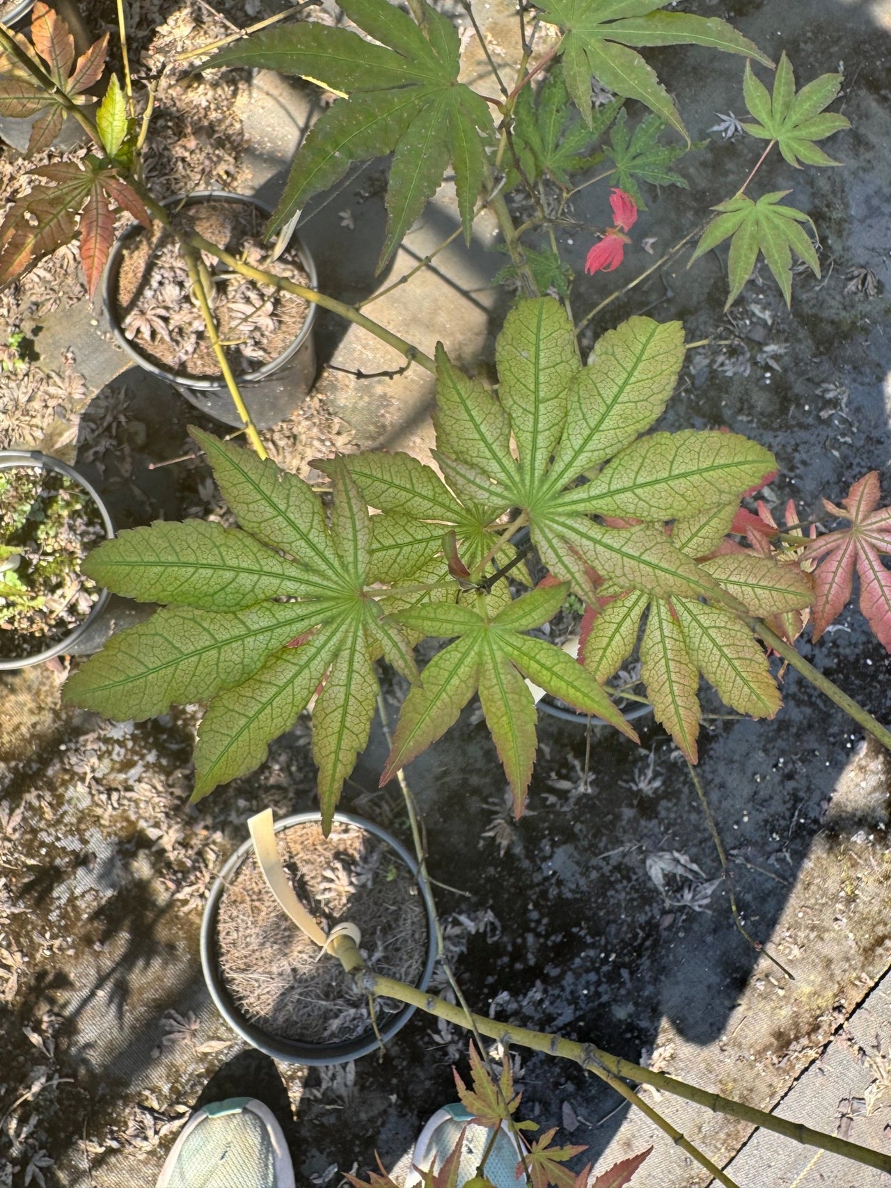 Acer palmatum 'Skeleton Reach' Reticulated Japanese Maple - Maple Ridge Nursery