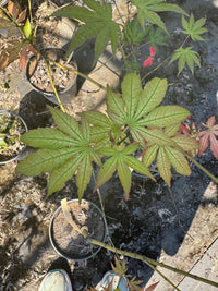 Thumbnail for Acer palmatum 'Skeleton Reach' Reticulated Japanese Maple - Maple Ridge Nursery