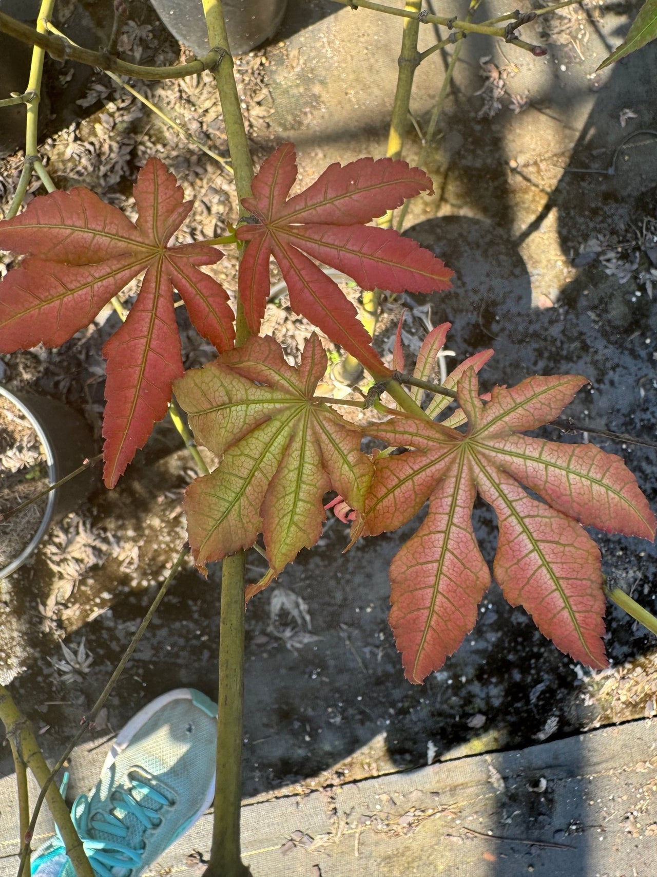 Acer palmatum 'Skeleton Reach' Reticulated Japanese Maple - Maple Ridge Nursery