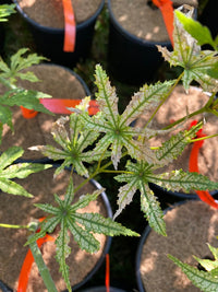 Thumbnail for Acer palmatum 'Spring Blast' Reticulated Japanese Maple - Maple Ridge Nursery