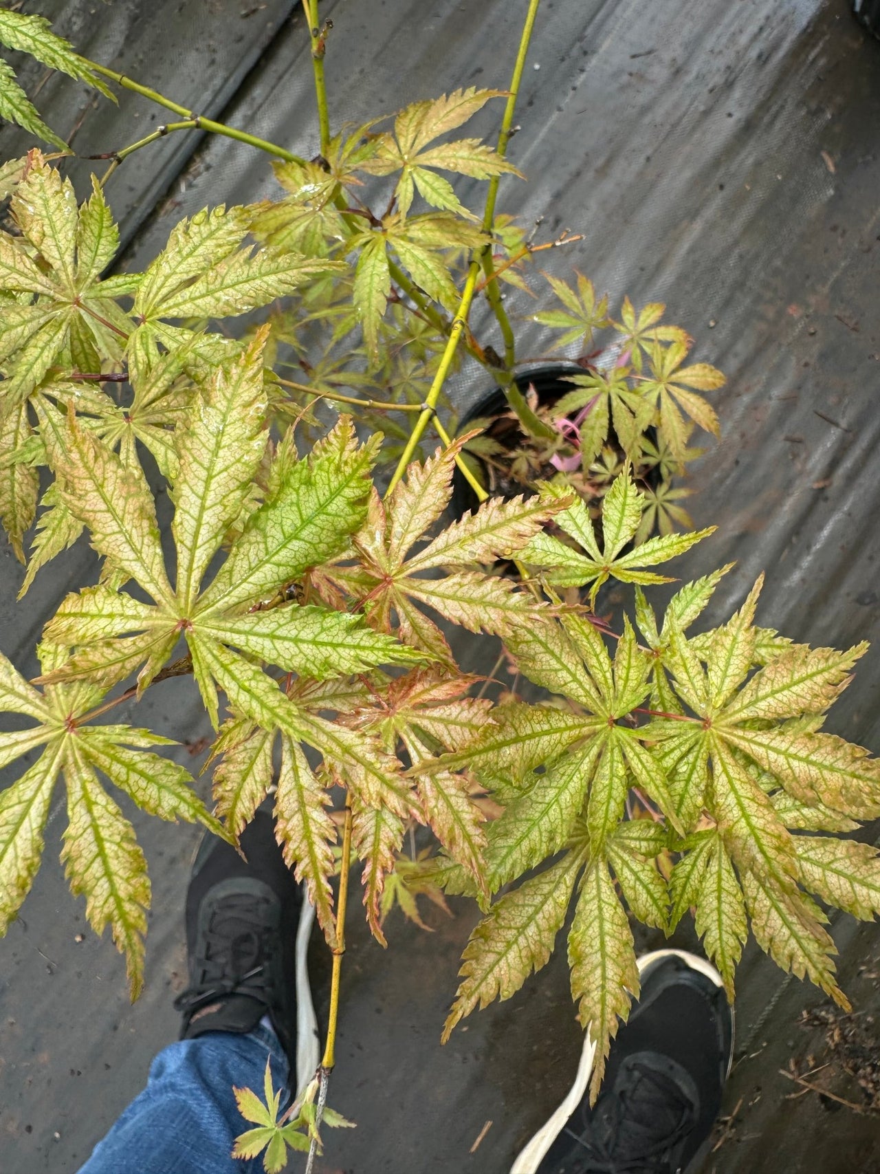Acer palmatum 'Strawberry Fields' Reticulated Japanese Maple - Maple Ridge Nursery
