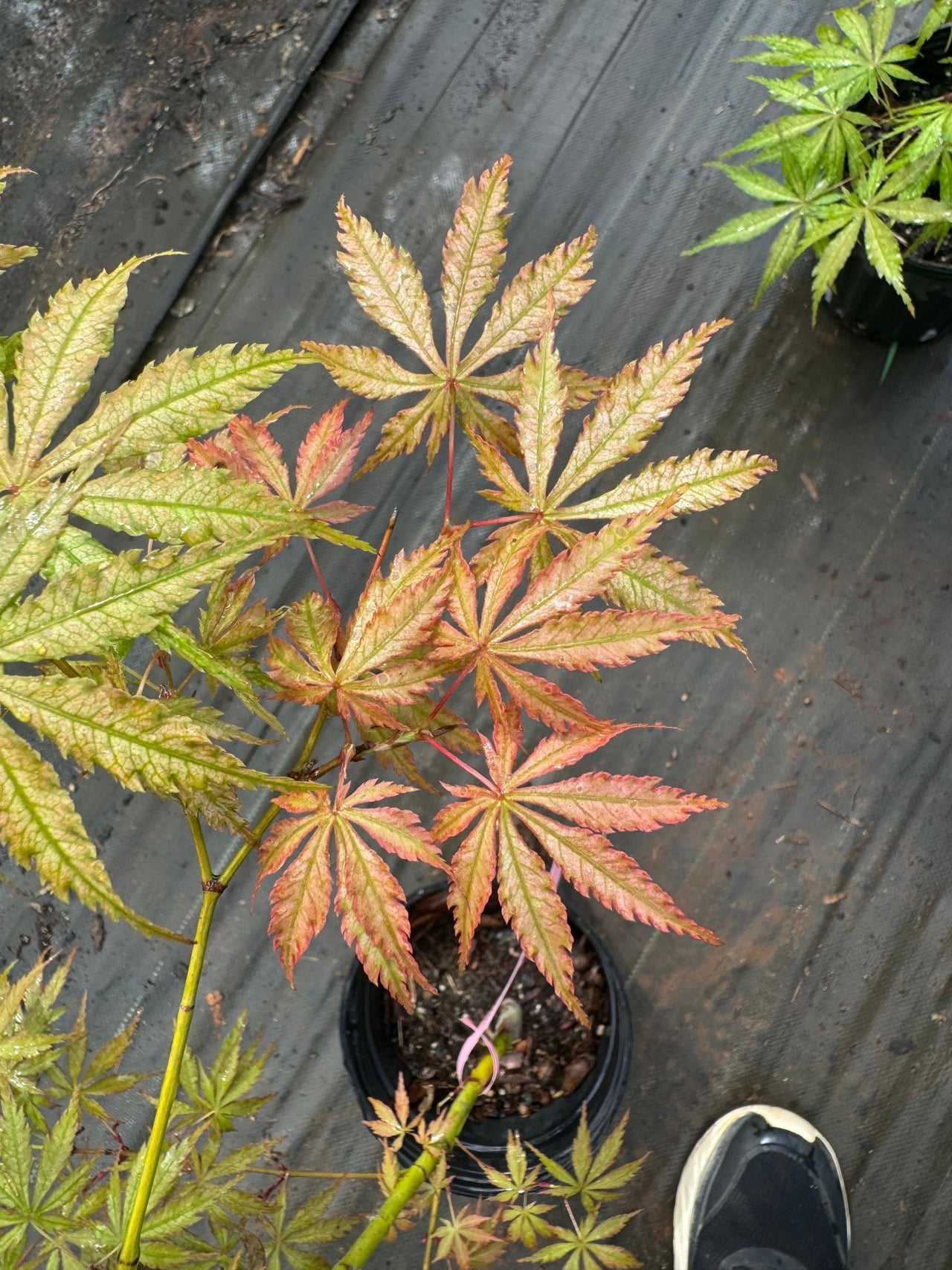 Acer palmatum 'Strawberry Fields' Reticulated Japanese Maple - Maple Ridge Nursery