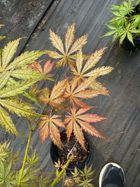 Thumbnail for Acer palmatum 'Strawberry Fields' Reticulated Japanese Maple - Maple Ridge Nursery