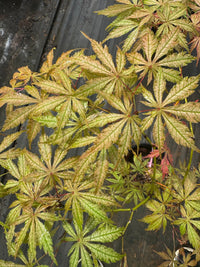 Thumbnail for Acer palmatum 'Strawberry Fields' Reticulated Japanese Maple - Maple Ridge Nursery
