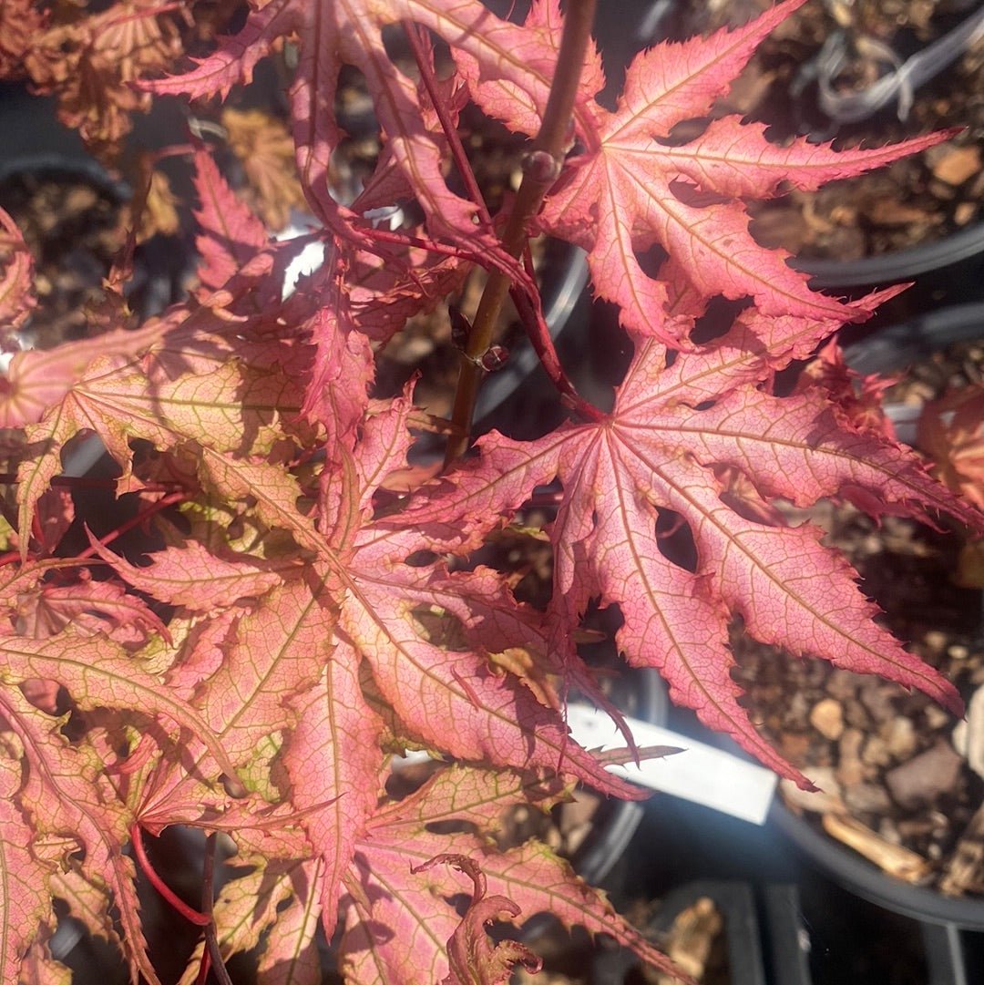 Acer palmatum 'Strawberry Spring' Reticulated Japanese Maple – Maple ...