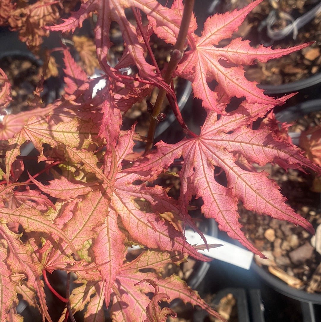 Acer palmatum 'Strawberry Spring' Reticulated Japanese Maple (Pre-Order) - Maple Ridge Nursery
