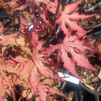 Thumbnail for Acer palmatum 'Strawberry Spring' Reticulated Japanese Maple (Pre-Order) - Maple Ridge Nursery