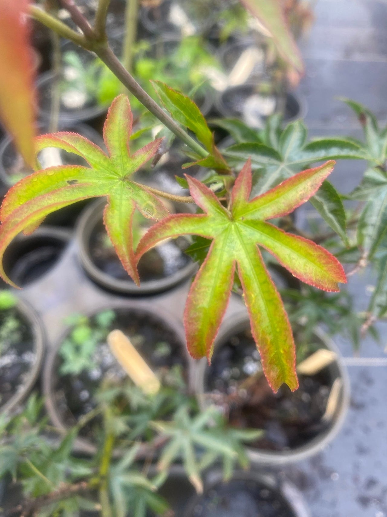 Acer palmatum 'Tana' - Maple Ridge Nursery